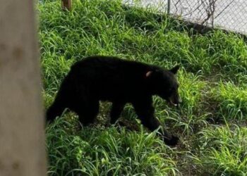 LIBERAN A OSO ‘APLICADO’; REGRESAN A SU HÁBITAT EJEMPLAR 135 QUE INGRESÓ A PRIMARIA EN SANTA CATARINA