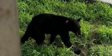 LIBERAN A OSO ‘APLICADO’; REGRESAN A SU HÁBITAT EJEMPLAR 135 QUE INGRESÓ A PRIMARIA EN SANTA CATARINA