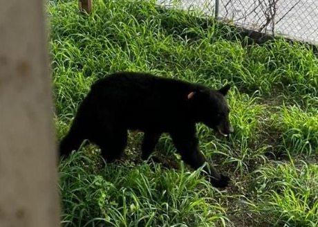 LIBERAN A OSO 'APLICADO'; REGRESAN A SU HÁBITAT EJEMPLAR 135 QUE INGRESÓ A PRIMARIA EN SANTA CATARINA 1 LIBERAN A OSO ‘APLICADO’; REGRESAN A SU HÁBITAT EJEMPLAR 135 QUE INGRESÓ A PRIMARIA EN SANTA CATARINA