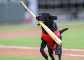 DECISIÓN RADICAL POR EL BIENESTAR ANIMAL: LOS DODGERS DE LOS ÁNGELES CANCELAN DEFINITIVAMENTE EL ESPECTÁCULO DE LOS PERROS RECOGEBATES