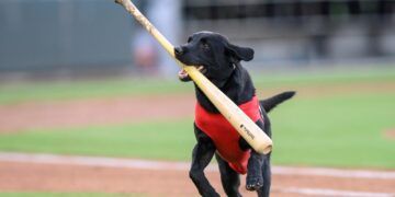DECISIÓN RADICAL POR EL BIENESTAR ANIMAL: LOS DODGERS DE LOS ÁNGELES CANCELAN DEFINITIVAMENTE EL ESPECTÁCULO DE LOS PERROS RECOGEBATES