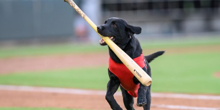 DECISIÓN RADICAL POR EL BIENESTAR ANIMAL: LOS DODGERS DE LOS ÁNGELES CANCELAN DEFINITIVAMENTE EL ESPECTÁCULO DE LOS PERROS RECOGEBATES