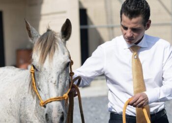 ANUNCIA MIKE FLORES SANTUARIO PARA CABALLOS MALTRATADOS; BUSCA CREAR EL MÁS GRANDE DE LATINOAMÉRICA