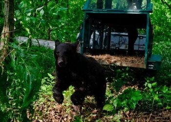 SANA PRIMER CASO DE GUSANO BARRENADOR EN MÉXICO, RESCATA PVSNL A OSA NEGRA