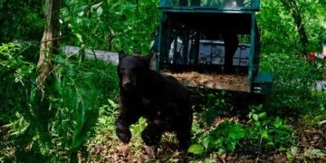 SANA PRIMER CASO DE GUSANO BARRENADOR EN MÉXICO, RESCATA PVSNL A OSA NEGRA