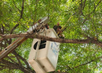TREPA OSA ÁRBOL DE 9 METROS EN EMPRESA DE CADEREYTA; MOVILIZAN GRÚA PARA RESCATE Y LA REGRESAN A SU HÁBITAT