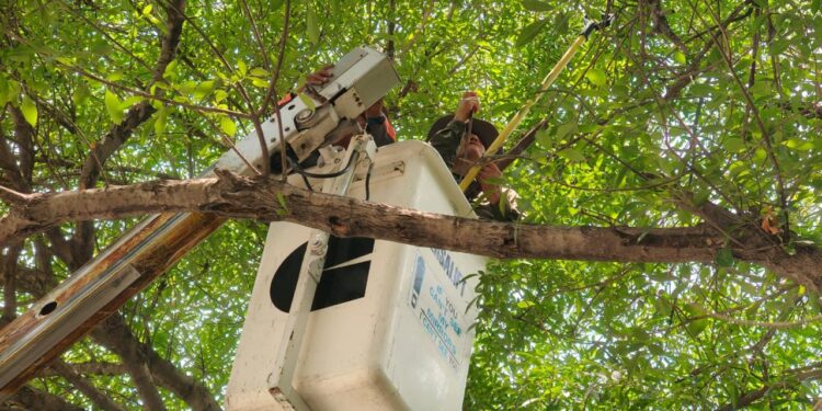 TREPA OSA ÁRBOL DE 9 METROS EN EMPRESA DE CADEREYTA; MOVILIZAN GRÚA PARA RESCATE Y LA REGRESAN A SU HÁBITAT 1 TREPA OSA ÁRBOL DE 9 METROS EN EMPRESA DE CADEREYTA; MOVILIZAN GRÚA PARA RESCATE Y LA REGRESAN A SU HÁBITAT