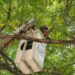 TREPA OSA ÁRBOL DE 9 METROS EN EMPRESA DE CADEREYTA; MOVILIZAN GRÚA PARA RESCATE Y LA REGRESAN A SU HÁBITAT
