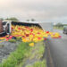 IGNORAN AL CHOFER; ARMAN RAPIÑA DE POLLO TRAS VOLCADURA EN CARRETERA NACIONAL 6 IGNORAN AL CHOFER; ARMAN RAPIÑA DE POLLO TRAS VOLCADURA EN CARRETERA NACIONAL