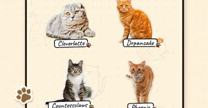 CATCHCAT: EL NUEVO JUEGO MÓVIL QUE CONVIERTE A LOS GATOS REALES EN UNA AVENTURA AL ESTILO POKÉMON GO 1 CATCHCAT: EL NUEVO JUEGO MÓVIL QUE CONVIERTE A LOS GATOS REALES EN UNA AVENTURA AL ESTILO POKÉMON GO