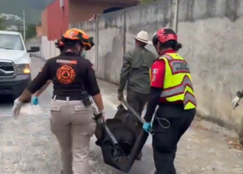 RESCATA PARQUES Y VIDA SILVESTRE A OSO ATROPELLADO EN LA NACIONAL