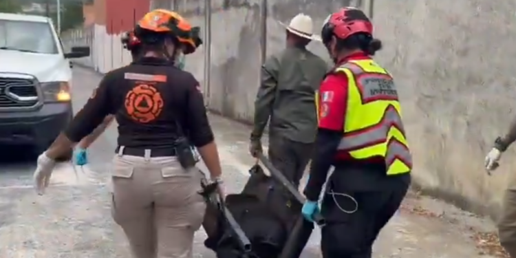 RESCATA PARQUES Y VIDA SILVESTRE A OSO ATROPELLADO EN LA NACIONAL 1 RESCATA PARQUES Y VIDA SILVESTRE A OSO ATROPELLADO EN LA NACIONAL