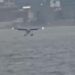 GRABA PASAJERO ATERRIZAJE FORZOSO EN NUEVA YORK; CAE HIDROAVIÓN EN EL EAST RIVER 7 GRABA PASAJERO ATERRIZAJE FORZOSO EN NUEVA YORK; CAE HIDROAVIÓN EN EL EAST RIVER