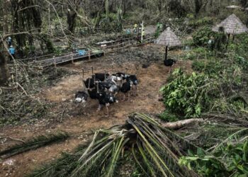 EMERGENCIA EN ASIA: MÁS DE 100 ANIMALES ESCAPAN DE UN ZOOLÓGICO TRAS DEVASTADORAS INUNDACIONES EN EL SUR DE CHINA