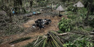 EMERGENCIA EN ASIA: MÁS DE 100 ANIMALES ESCAPAN DE UN ZOOLÓGICO TRAS DEVASTADORAS INUNDACIONES EN EL SUR DE CHINA