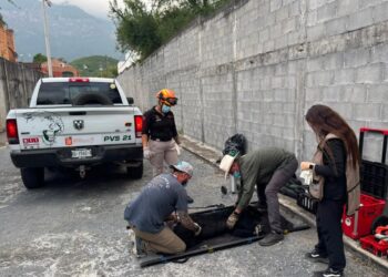 REQUERIRÁ CIRUGÍA OSO ATROPELLADO EN LA NACIONAL; LO REPORTAN ESTABLE