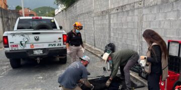 REQUERIRÁ CIRUGÍA OSO ATROPELLADO EN LA NACIONAL; LO REPORTAN ESTABLE