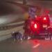 SE SUJETAN DE AUTO PARA PATINAR POR RANGEL FRÍAS; UNO CAE EN PLENA AVENIDA EN OTRO CAPÍTULO DE LA ANARQUÍA VIAL EN MONTERREY 7 SE SUJETAN DE AUTO PARA PATINAR POR RANGEL FRÍAS; UNO CAE EN PLENA AVENIDA EN OTRO CAPÍTULO DE LA ANARQUÍA VIAL EN MONTERREY