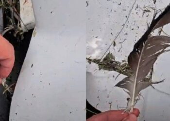 CHOQUE CON AVES HABRÍA TUMBADO AVIÓN DE AERUS; CUESTIONAN CONTROL DE FAUNA EN AEROPUERTO DE MONTERREY