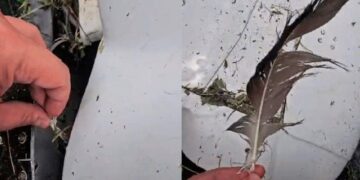 CHOQUE CON AVES HABRÍA TUMBADO AVIÓN DE AERUS; CUESTIONAN CONTROL DE FAUNA EN AEROPUERTO DE MONTERREY 2 CHOQUE CON AVES HABRÍA TUMBADO AVIÓN DE AERUS; CUESTIONAN CONTROL DE FAUNA EN AEROPUERTO DE MONTERREY