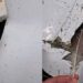 CHOQUE CON AVES HABRÍA TUMBADO AVIÓN DE AERUS; CUESTIONAN CONTROL DE FAUNA EN AEROPUERTO DE MONTERREY 7 CHOQUE CON AVES HABRÍA TUMBADO AVIÓN DE AERUS; CUESTIONAN CONTROL DE FAUNA EN AEROPUERTO DE MONTERREY