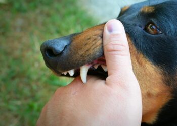 MULTARÁ SAN PEDRO HASTA CON 58 MIL POR ATAQUES DE PERROS; VAN CONTRA DUEÑOS IRRESPONSABLES