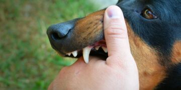 MULTARÁ SAN PEDRO HASTA CON 58 MIL POR ATAQUES DE PERROS; VAN CONTRA DUEÑOS IRRESPONSABLES