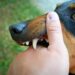 MULTARÁ SAN PEDRO HASTA CON 58 MIL POR ATAQUES DE PERROS; VAN CONTRA DUEÑOS IRRESPONSABLES 7 MULTARÁ SAN PEDRO HASTA CON 58 MIL POR ATAQUES DE PERROS; VAN CONTRA DUEÑOS IRRESPONSABLES