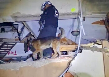 ENCUENTRA PERRO RESCATISTA DE SANTA CATARINA A SOBREVIVIENTE EN VENEZUELA; UBICA PASTOR BELGA DE JAGUARES A PERSONA ATRAPADA ENTRE ESCOMBROS 5 ENCUENTRA PERRO RESCATISTA DE SANTA CATARINA A SOBREVIVIENTE EN VENEZUELA; UBICA PASTOR BELGA DE JAGUARES A PERSONA ATRAPADA ENTRE ESCOMBROS