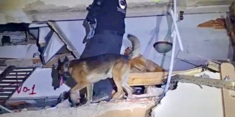 ENCUENTRA PERRO RESCATISTA DE SANTA CATARINA A SOBREVIVIENTE EN VENEZUELA; UBICA PASTOR BELGA DE JAGUARES A PERSONA ATRAPADA ENTRE ESCOMBROS 1 ENCUENTRA PERRO RESCATISTA DE SANTA CATARINA A SOBREVIVIENTE EN VENEZUELA; UBICA PASTOR BELGA DE JAGUARES A PERSONA ATRAPADA ENTRE ESCOMBROS