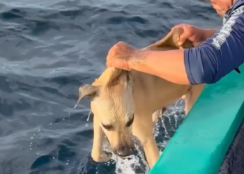 RESCATAN PESCADORES A PERRO QUE ESTABA A LA DERIVA EN ALTAMAR; LO HALLAN NADANDO EXHAUSTO EN EL PACÍFICO