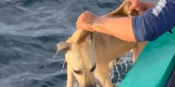 RESCATAN PESCADORES A PERRO QUE ESTABA A LA DERIVA EN ALTAMAR; LO HALLAN NADANDO EXHAUSTO EN EL PACÍFICO