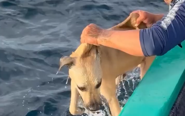 RESCATAN PESCADORES A PERRO QUE ESTABA A LA DERIVA EN ALTAMAR; LO HALLAN NADANDO EXHAUSTO EN EL PACÍFICO 1 RESCATAN PESCADORES A PERRO QUE ESTABA A LA DERIVA EN ALTAMAR; LO HALLAN NADANDO EXHAUSTO EN EL PACÍFICO