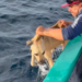 RESCATAN PESCADORES A PERRO QUE ESTABA A LA DERIVA EN ALTAMAR; LO HALLAN NADANDO EXHAUSTO EN EL PACÍFICO