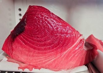 ACUERDO PESQUERO INTERNACIONAL: JAPÓN Y MÉXICO PACTAN INCREMENTAR LA CAPTURA DE ATÚN ROJO DEL PACÍFICO A PARTIR DE 2027