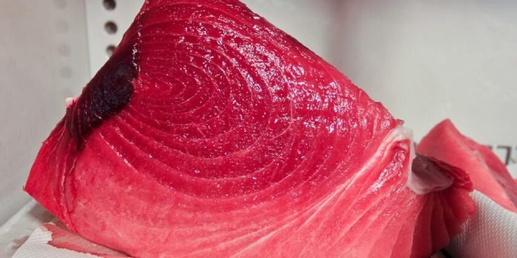 ACUERDO PESQUERO INTERNACIONAL: JAPÓN Y MÉXICO PACTAN INCREMENTAR LA CAPTURA DE ATÚN ROJO DEL PACÍFICO A PARTIR DE 2027