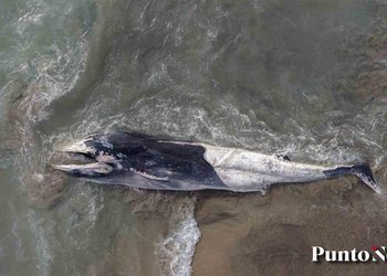 HALLAN BALLENA SIN VIDA VARADA EN ZONA ROCOSA DE EL SAUZAL EN ENSENADA