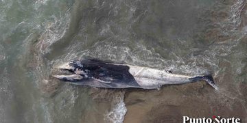 HALLAN BALLENA SIN VIDA VARADA EN ZONA ROCOSA DE EL SAUZAL EN ENSENADA 1 HALLAN BALLENA SIN VIDA VARADA EN ZONA ROCOSA DE EL SAUZAL EN ENSENADA