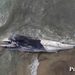 HALLAN BALLENA SIN VIDA VARADA EN ZONA ROCOSA DE EL SAUZAL EN ENSENADA 7 HALLAN BALLENA SIN VIDA VARADA EN ZONA ROCOSA DE EL SAUZAL EN ENSENADA