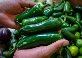 DESCARTA COFEPRIS SALMONELLA EN JALAPEÑOS EMPACADOS EN NL