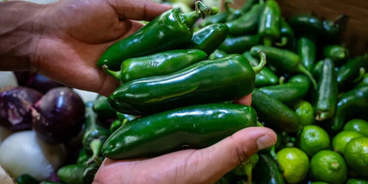 DESCARTA COFEPRIS SALMONELLA EN JALAPEÑOS EMPACADOS EN NL 1 DESCARTA COFEPRIS SALMONELLA EN JALAPEÑOS EMPACADOS EN NL