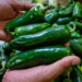 DESCARTA COFEPRIS SALMONELLA EN JALAPEÑOS EMPACADOS EN NL