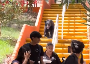 CAPTAN A OSO ‘COMUNICÓLOGO’ EN FCC DE UANL