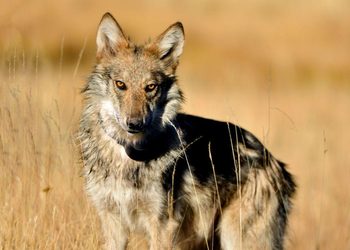 EL LOBO MEXICANO LOGRA LIBRAR LA EXTINCIÓN PERO ENFRENTA NUEVAS AMENAZAS EN LA FRONTERA ENTRE MÉXICO Y ESTADOS UNIDOS