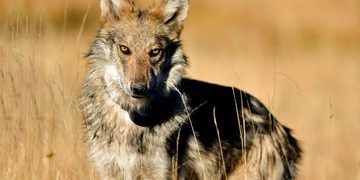 EL LOBO MEXICANO LOGRA LIBRAR LA EXTINCIÓN PERO ENFRENTA NUEVAS AMENAZAS EN LA FRONTERA ENTRE MÉXICO Y ESTADOS UNIDOS 2 EL LOBO MEXICANO LOGRA LIBRAR LA EXTINCIÓN PERO ENFRENTA NUEVAS AMENAZAS EN LA FRONTERA ENTRE MÉXICO Y ESTADOS UNIDOS