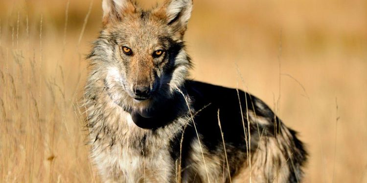 EL LOBO MEXICANO LOGRA LIBRAR LA EXTINCIÓN PERO ENFRENTA NUEVAS AMENAZAS EN LA FRONTERA ENTRE MÉXICO Y ESTADOS UNIDOS 1 EL LOBO MEXICANO LOGRA LIBRAR LA EXTINCIÓN PERO ENFRENTA NUEVAS AMENAZAS EN LA FRONTERA ENTRE MÉXICO Y ESTADOS UNIDOS