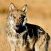 EL LOBO MEXICANO LOGRA LIBRAR LA EXTINCIÓN PERO ENFRENTA NUEVAS AMENAZAS EN LA FRONTERA ENTRE MÉXICO Y ESTADOS UNIDOS
