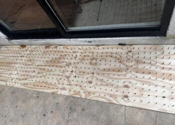 PIDE ESTADO RETIRAR TABLAS CON CLAVOS USADAS PARA AHUYENTAR OSOS EN OLINALÁ; ADVIERTE PVSNL RIESGOS PARA FAUNA Y PERSONAS