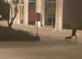 PERSIGUEN PECARÍES A JOVEN CON SU PERRO EN PARQUE LINEAL DE GUADALUPE