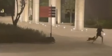 PERSIGUEN PECARÍES A JOVEN CON SU PERRO EN PARQUE LINEAL DE GUADALUPE 1 PERSIGUEN PECARÍES A JOVEN CON SU PERRO EN PARQUE LINEAL DE GUADALUPE